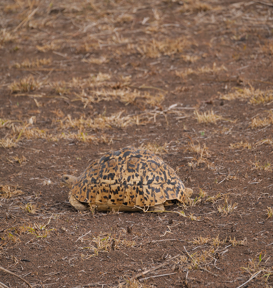 Tortue léopard