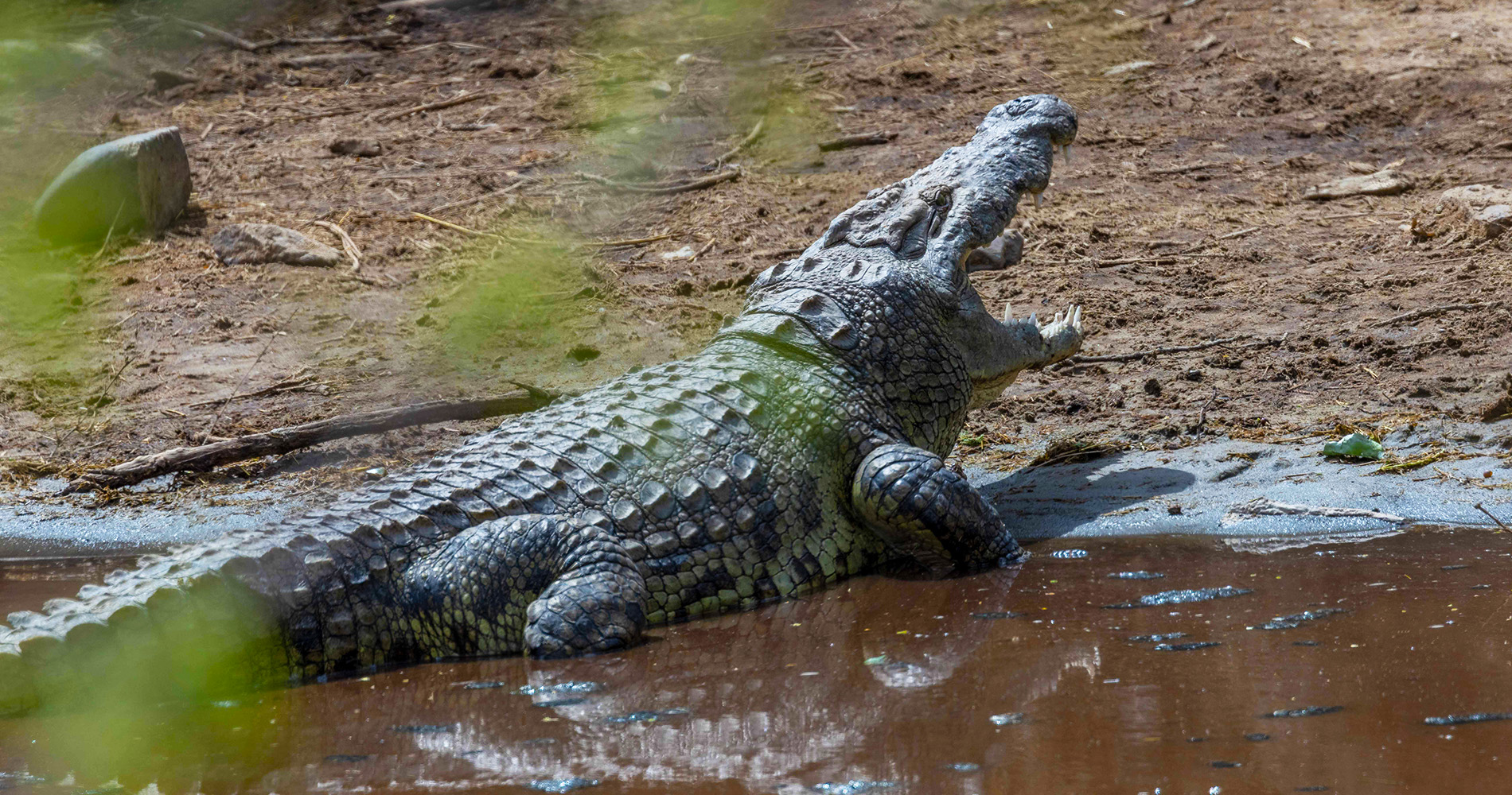 Crocodiles