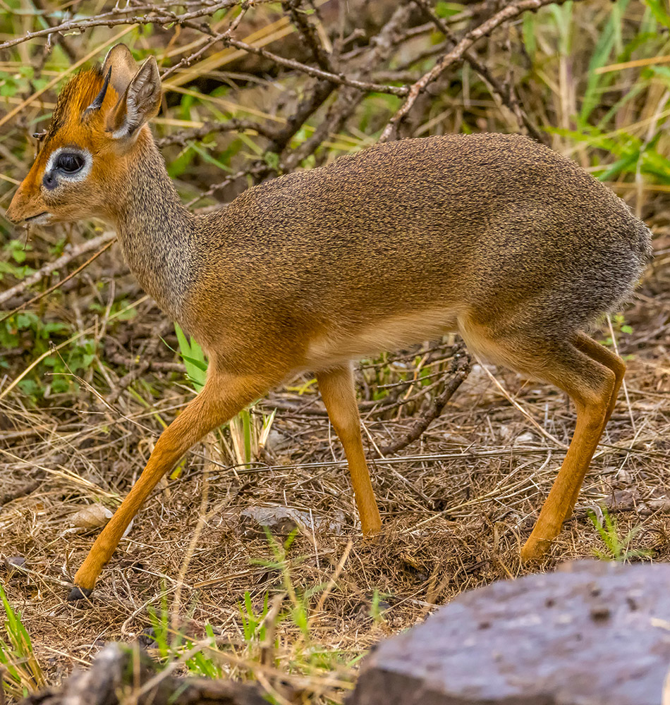 Dik dik