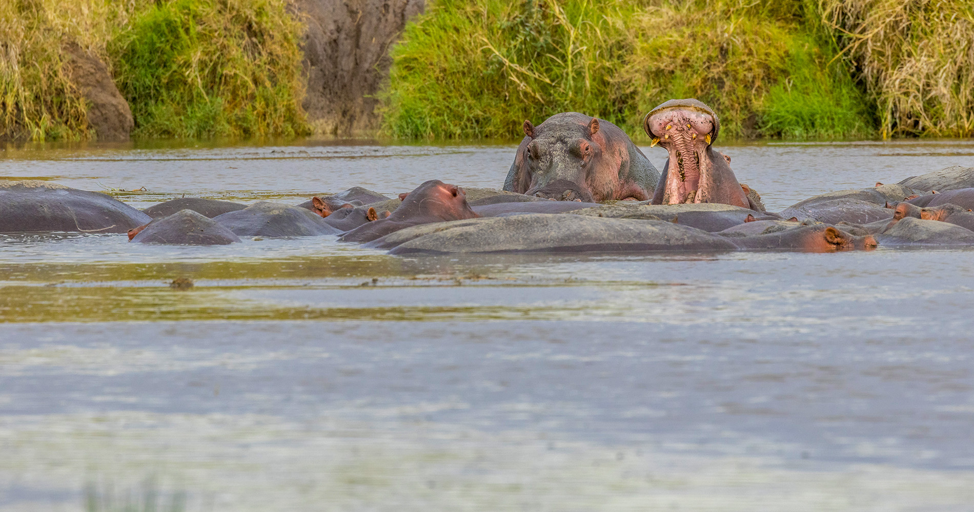 Hippopotames