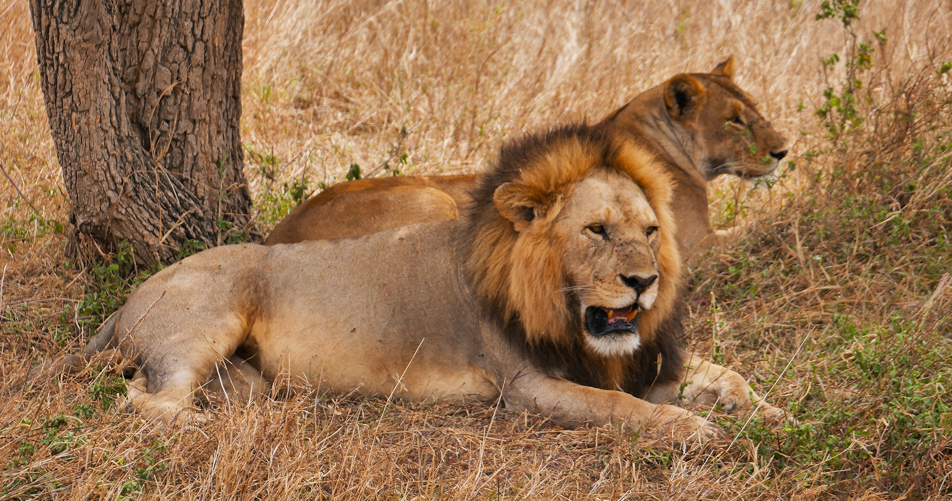 Lions et lionnes