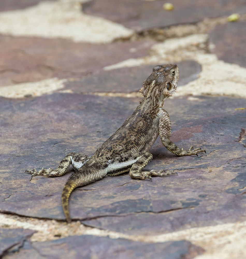 Lézard