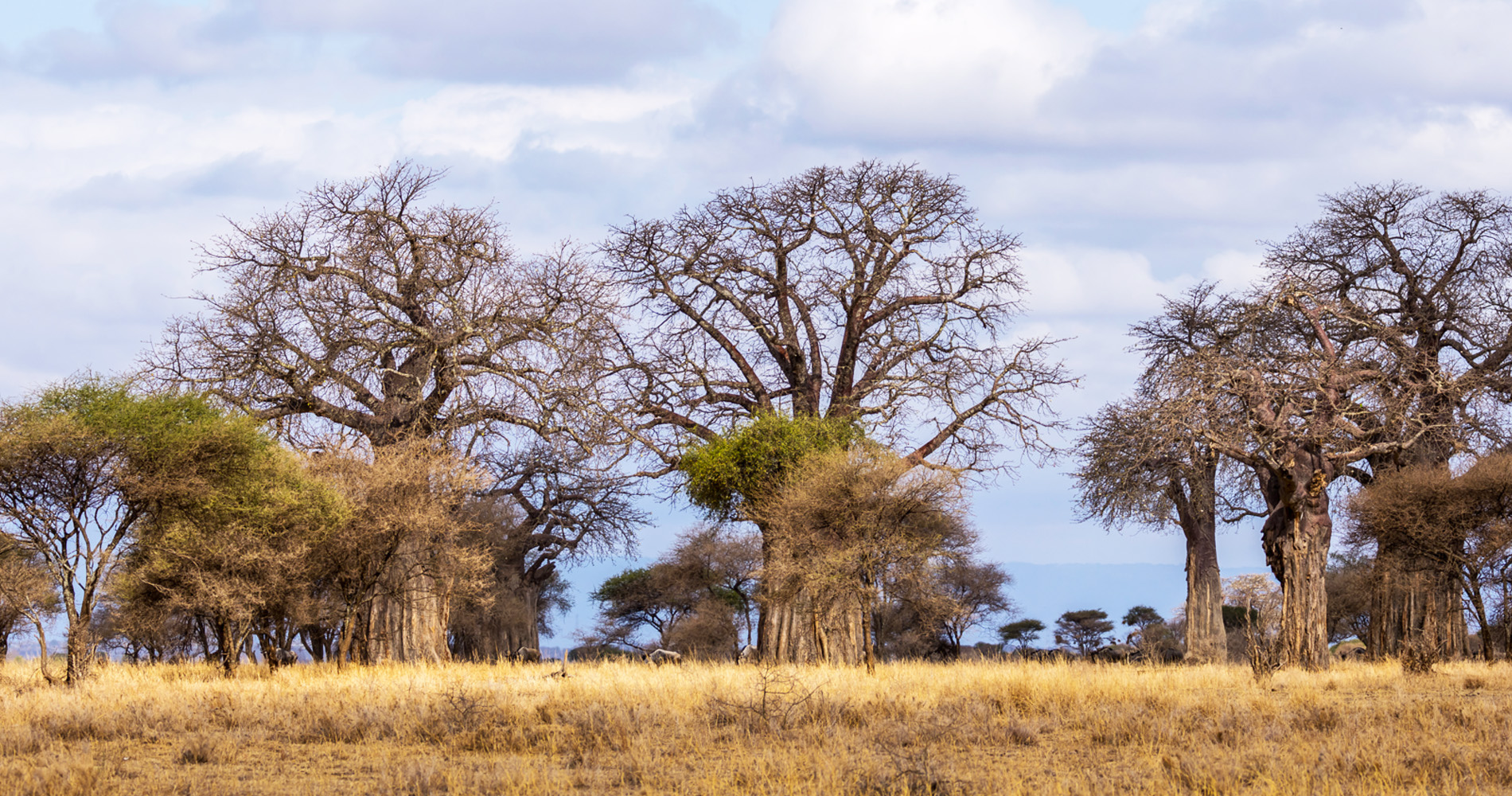 Baobab