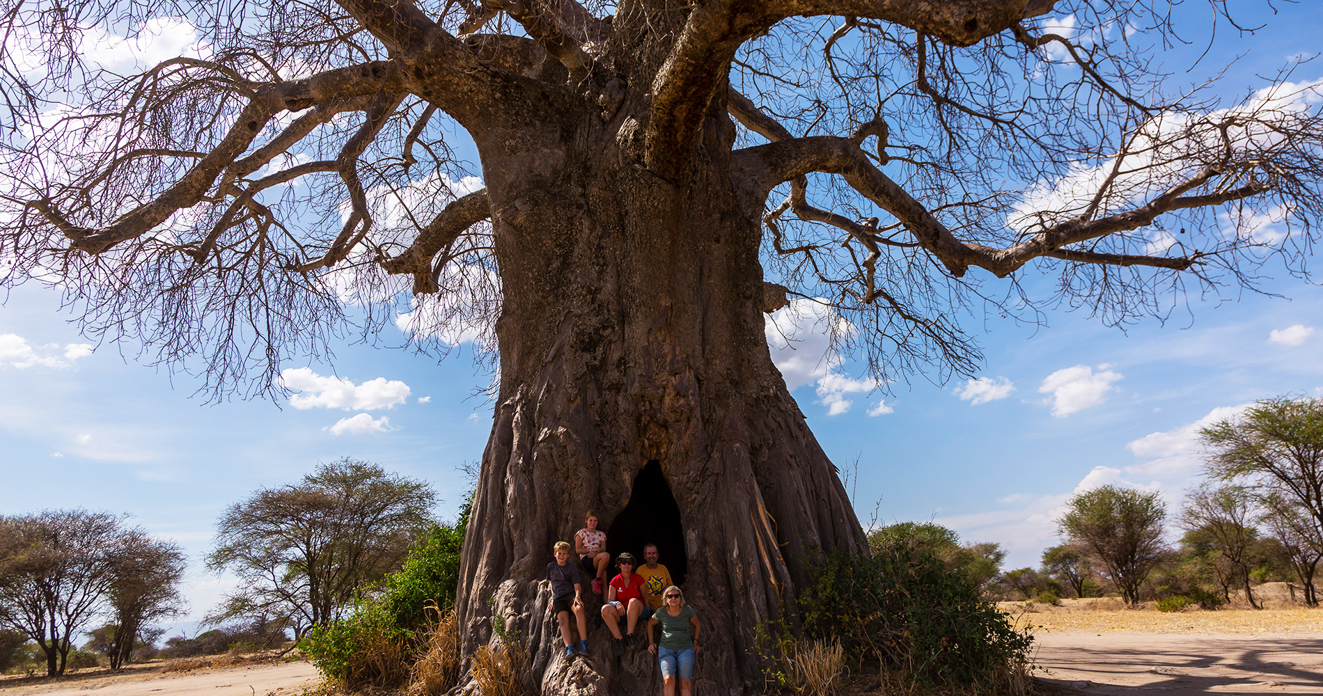 Plus vieux baobab du parc