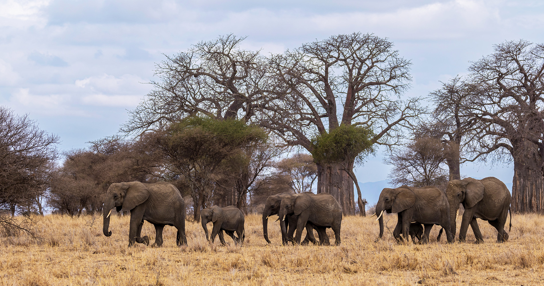 Troupeau d'éléphants