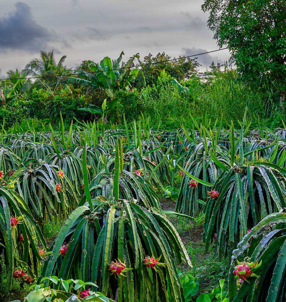 Bamboo village