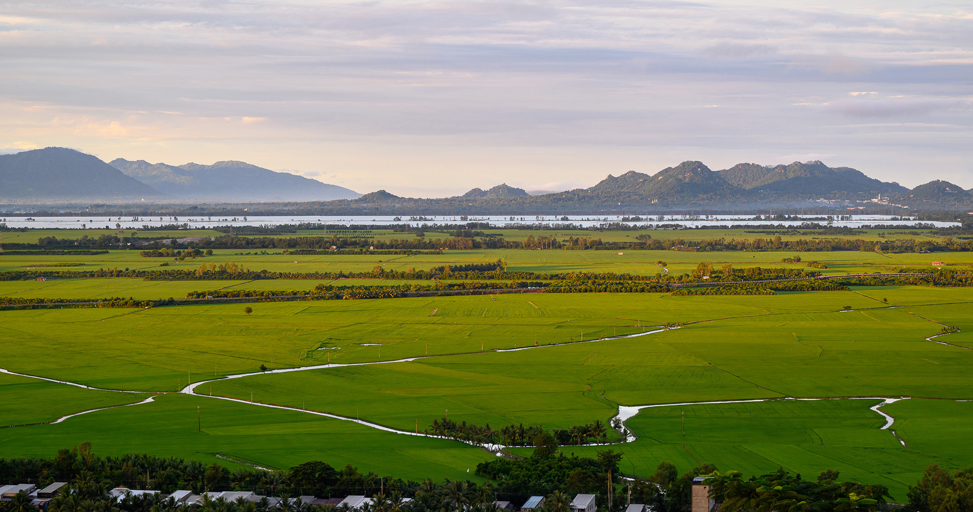 vue panoramique sur les rizières