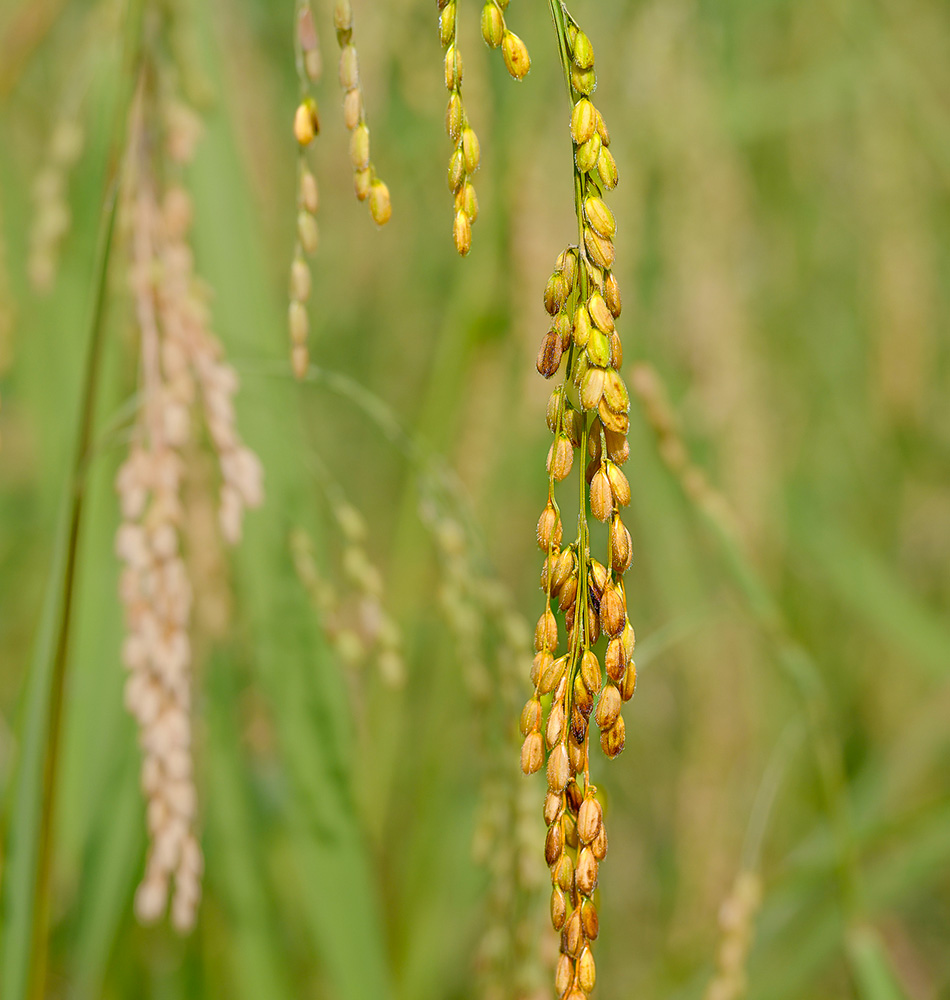 Cycle du riz