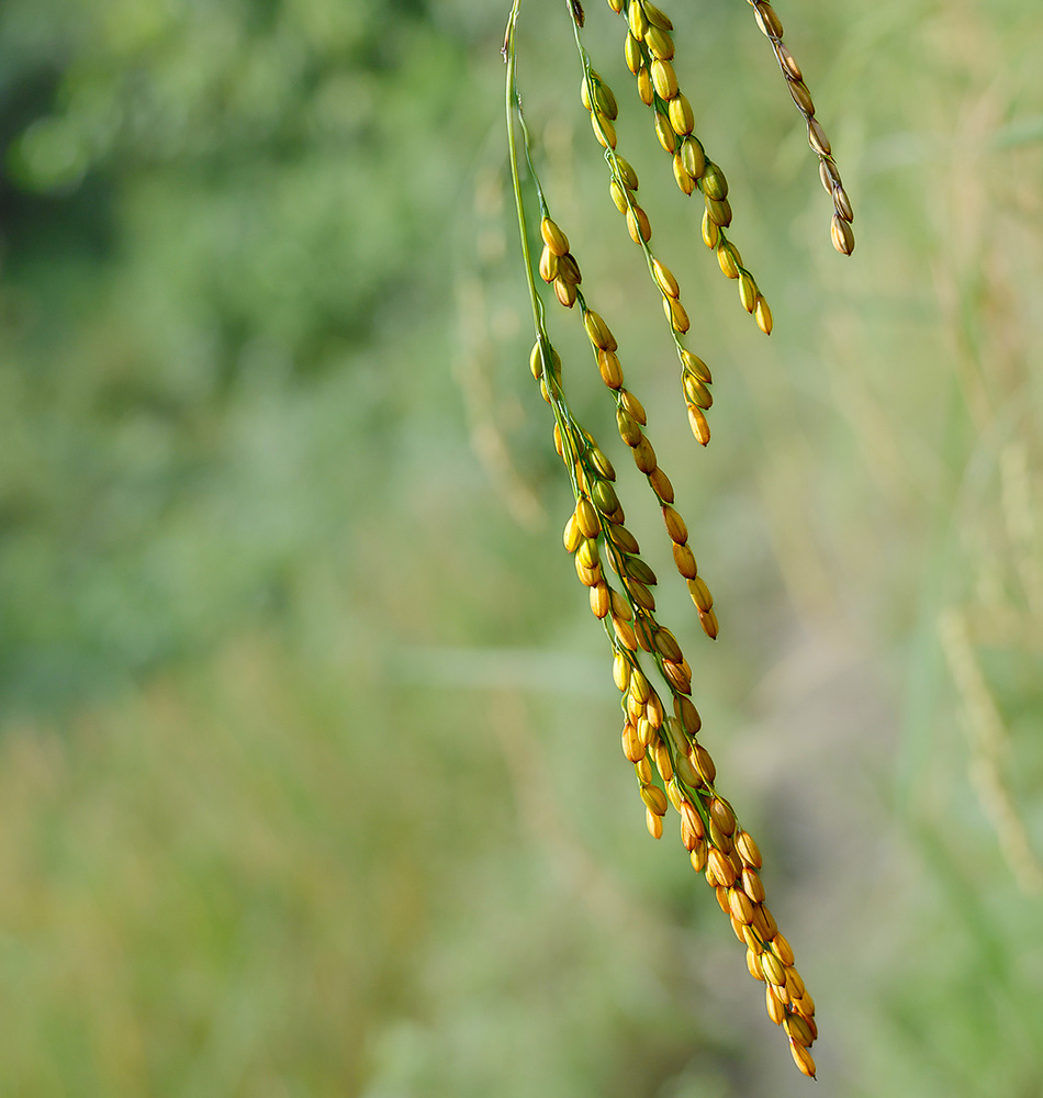 Cycle du riz