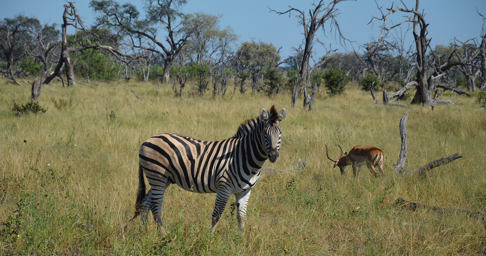 zebre et impala