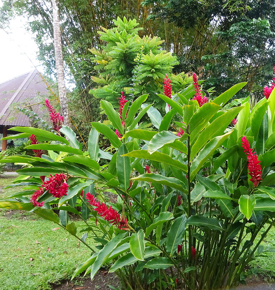 Le parc fleuri du laguna Lodge