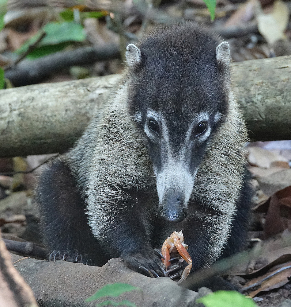 Koati dégustant un crabe de terre, son menu préféré