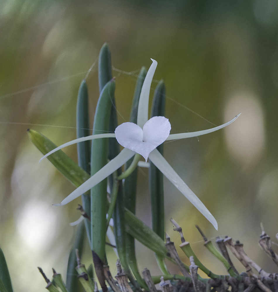 Orchidée de la famille des Angraecum