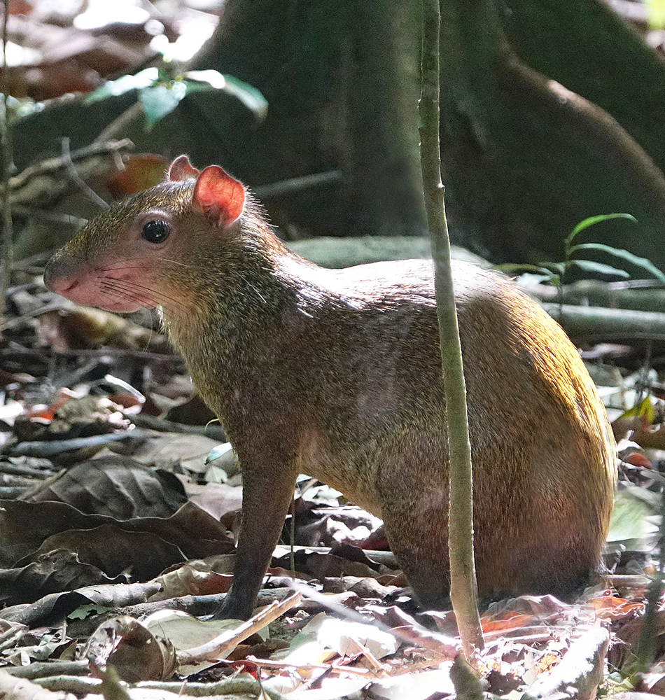 Agouti