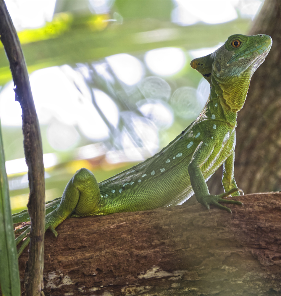 Femelle iguane