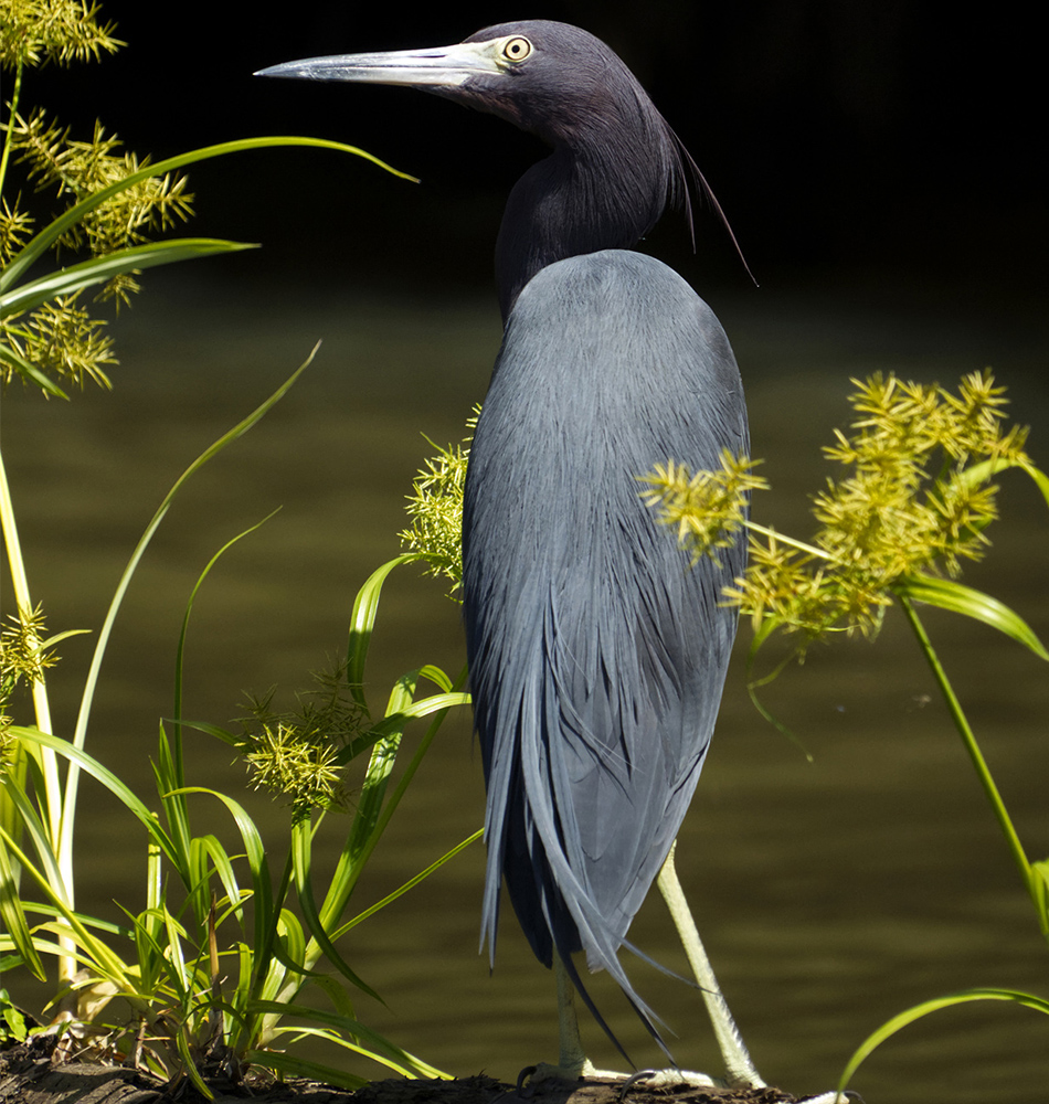 L’aigrette Bleue