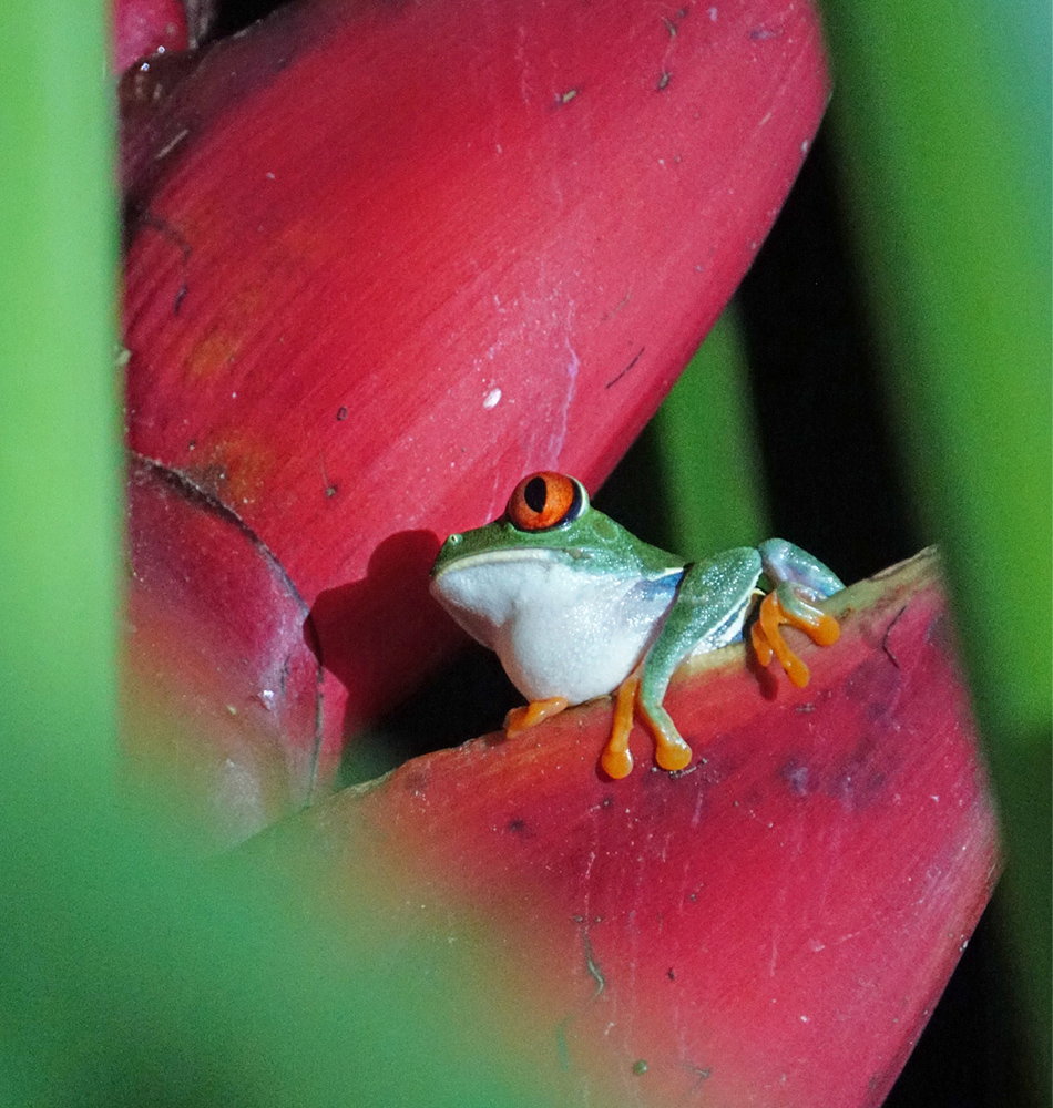 La rainette aux yeux rouges