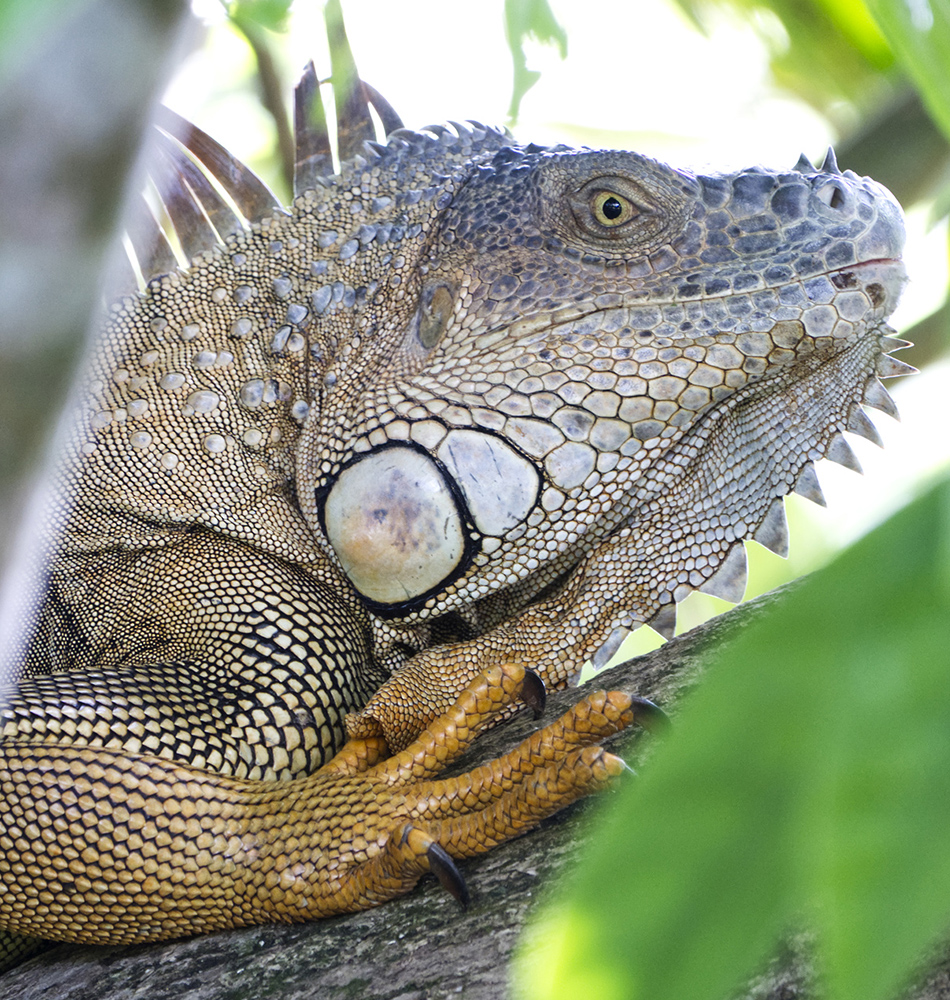 Iguane vert