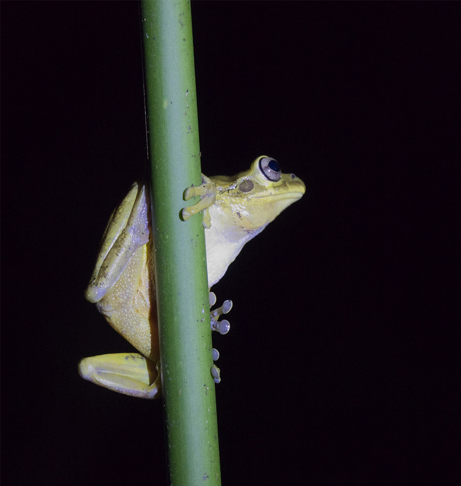 Une autre grenouille