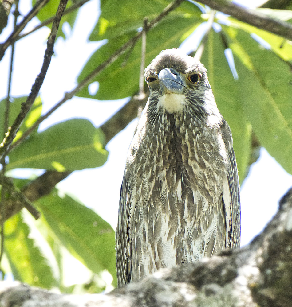 Le Balbuzard pêcheur