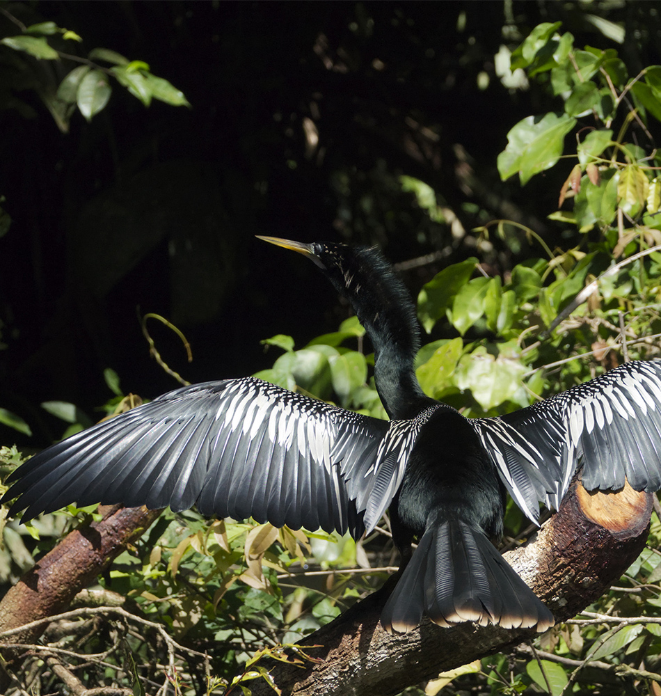 L’Anhinga d’Amerique déploie très longtemps ses ailes au soleil pour sécher