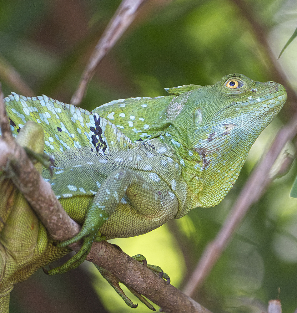 Le Basilic vert