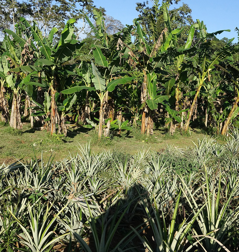 Bananiers et ananas de Finca Sura