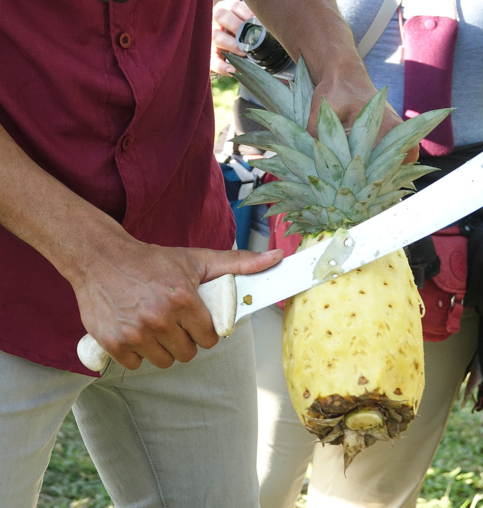 L’art de découper l’ananas
