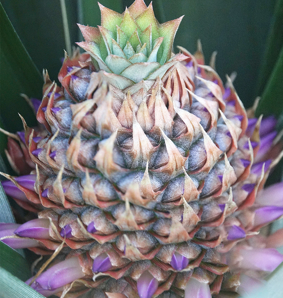 Ananas en formation