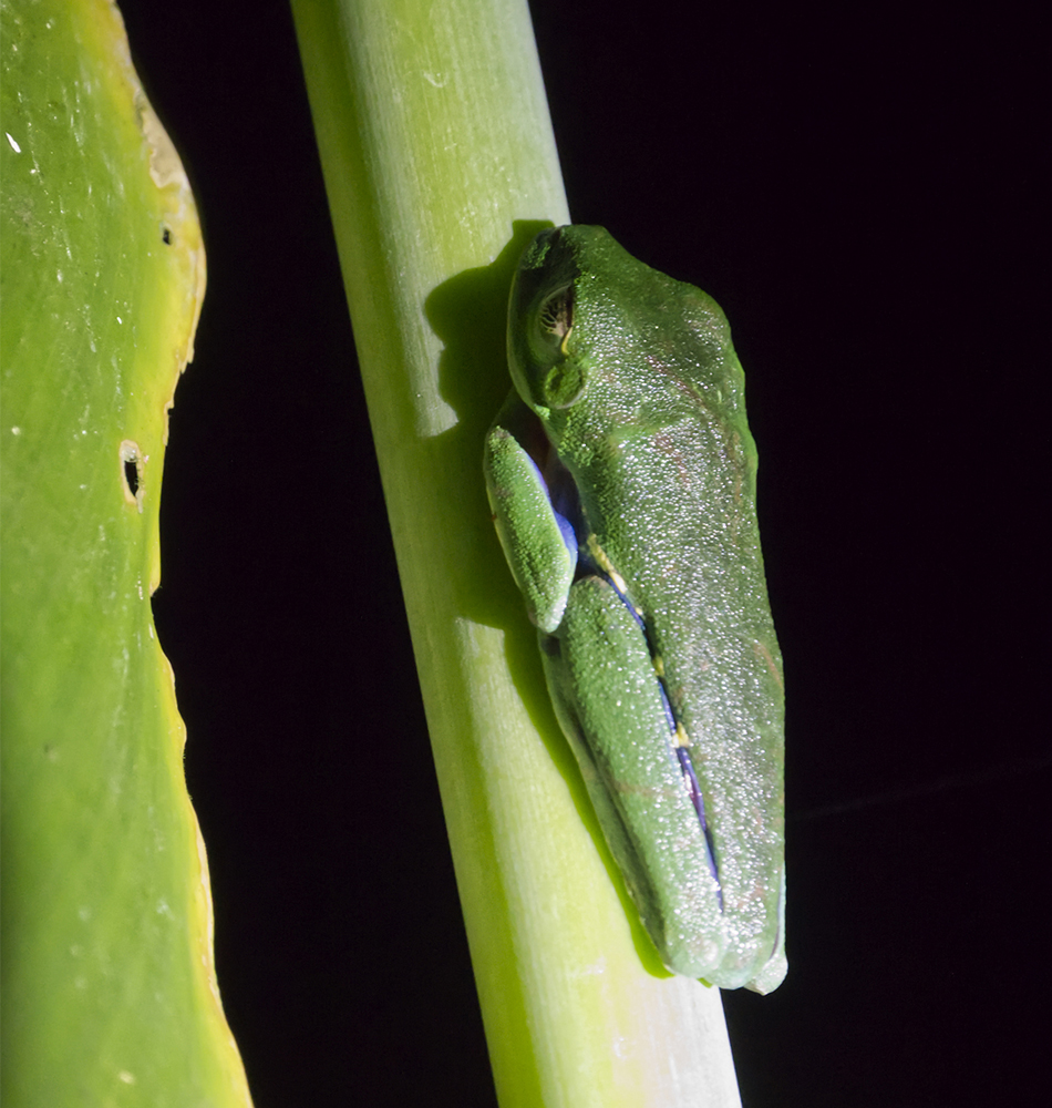 La grenouille aux yeux rouges au repos ; banale