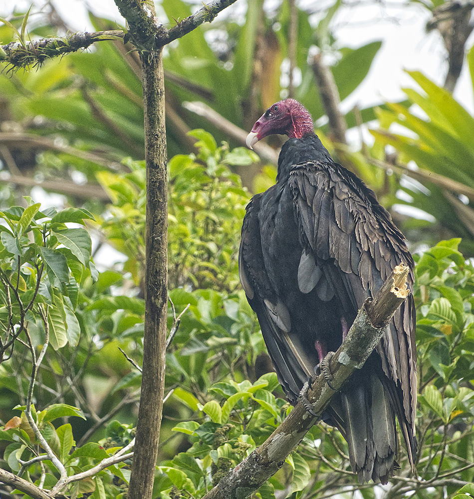 Urubu à tête rouge