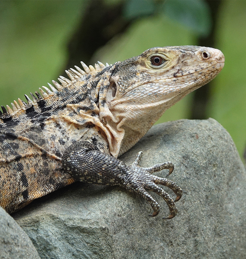 Iguane cténausore