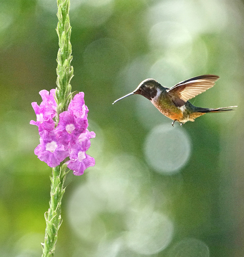 Un colibri et sa fleur préférée