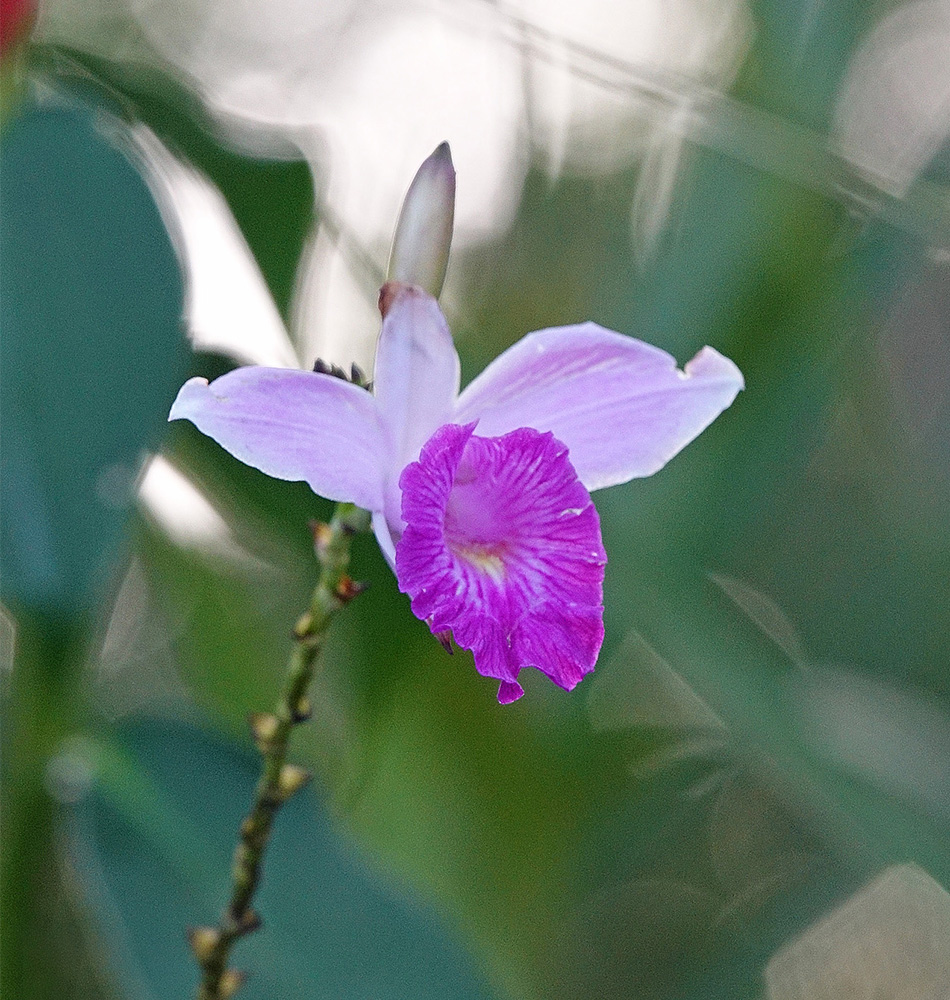 L’orchidée bambou
