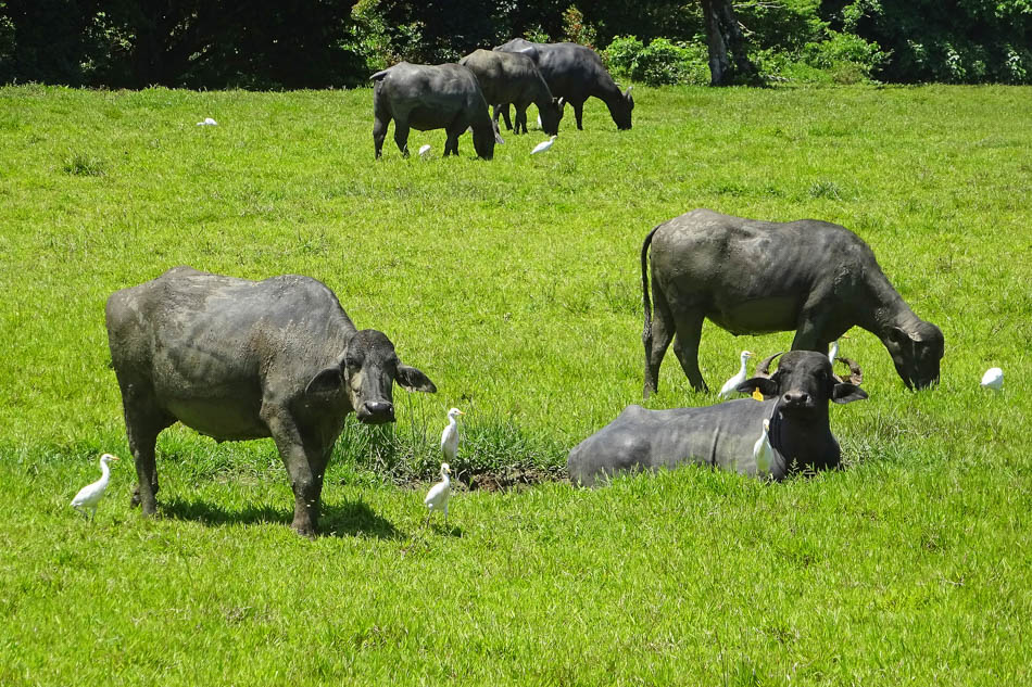 Vaches et hérons garde boeufs sur la route de Cano Blanco