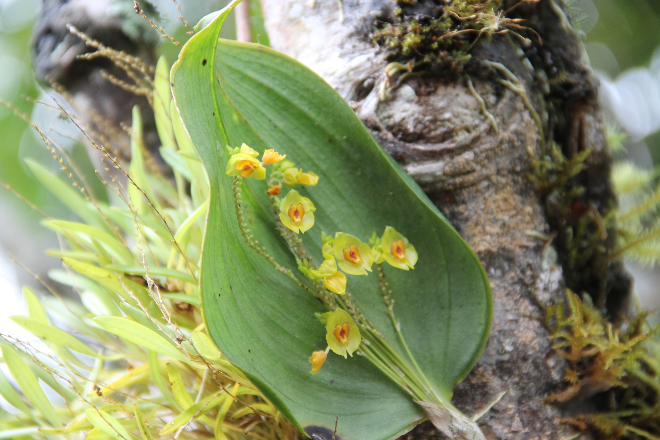 fleurs d'Equateur