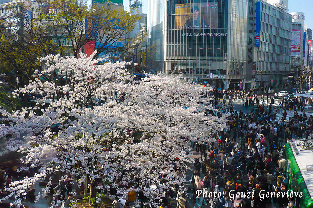 Les cerisiers en fleurs de Chidorigafuchi, Tokyo