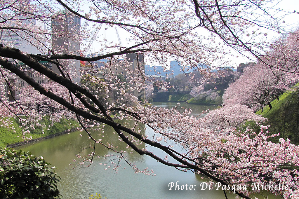 Les cerisier de Chidorigafuchi, Tokyo