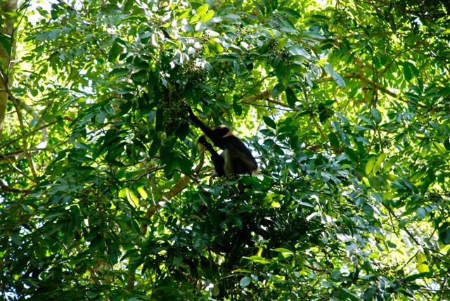 Des hautes Terres à la jungle du Peten