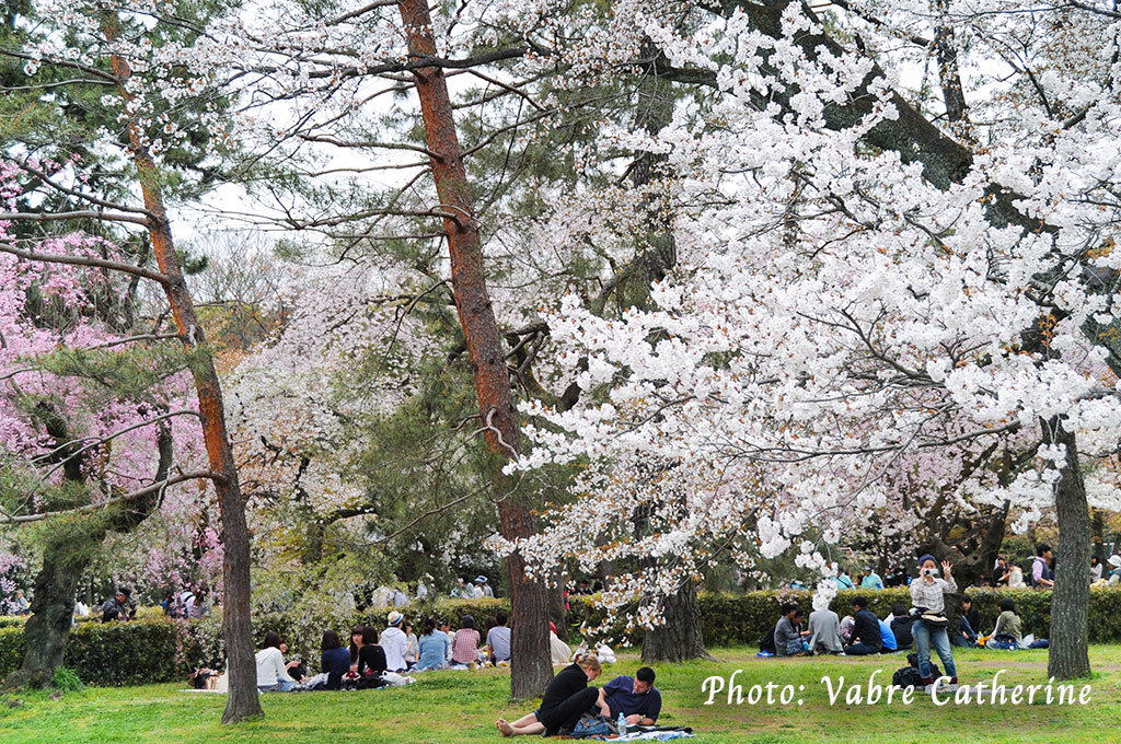 Pique-nique sous les cerisiers en fleurs, Kyoto