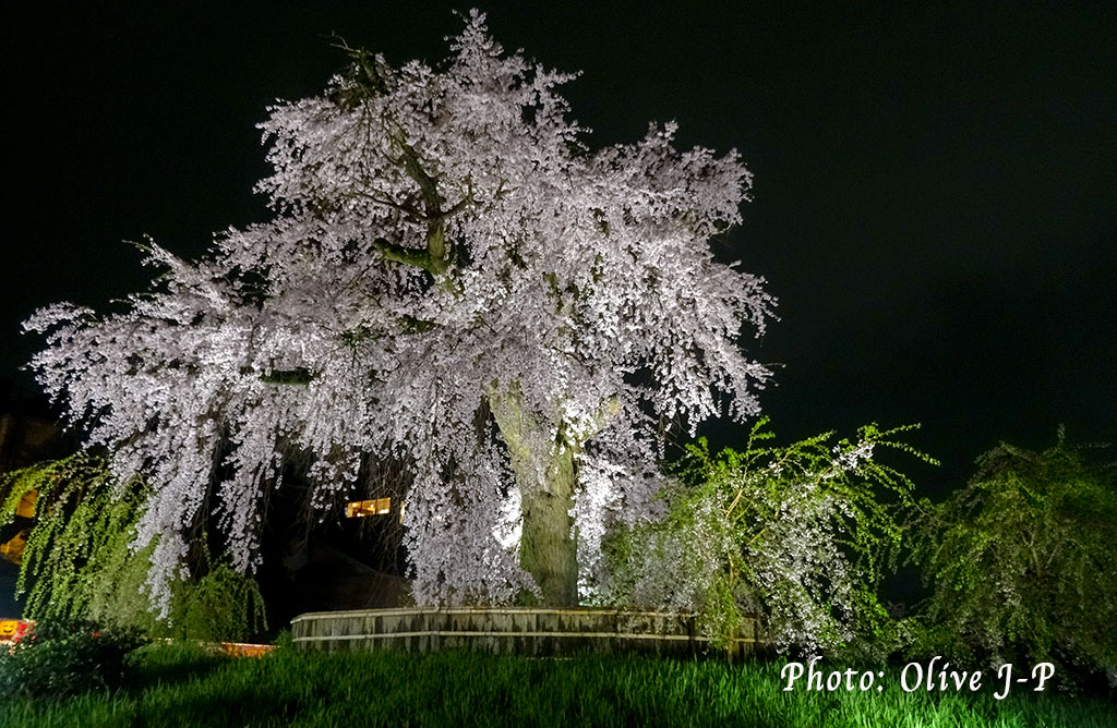 Cerisier en fleur illuminé pendant la nuit, Kyoto