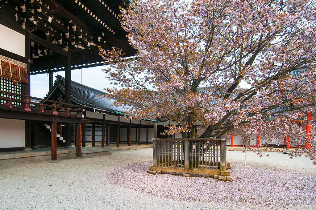 Un cerisier en fleurs dans le Palais Imperial de Kyoto
