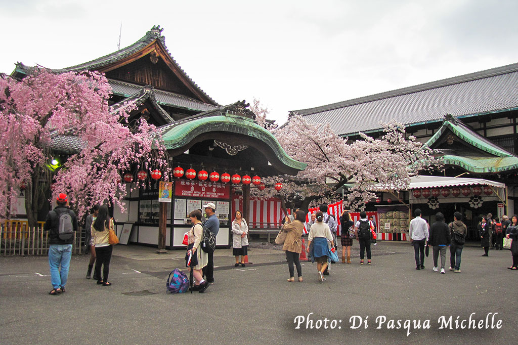 Cerisiers en fleurs dans le quartier de Gion, Kyoto