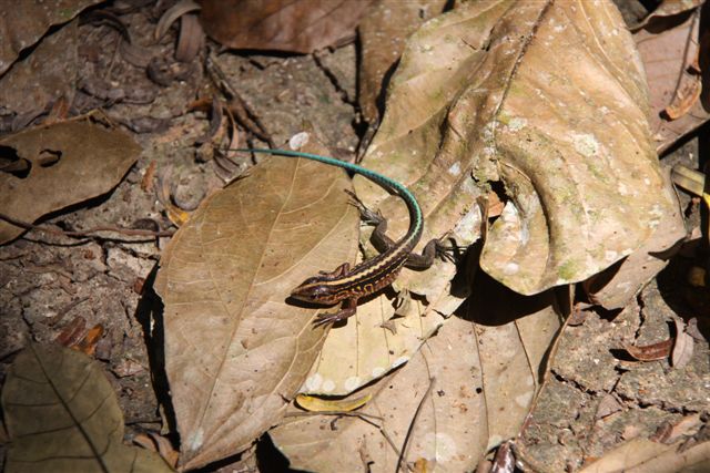 Des hautes Terres à la jungle du Peten