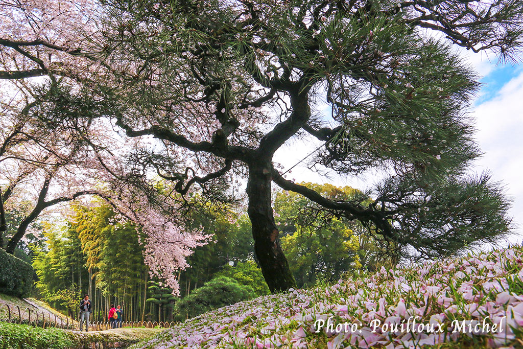 Cerisiers en fleur dans le Kenroku-en, Okayama