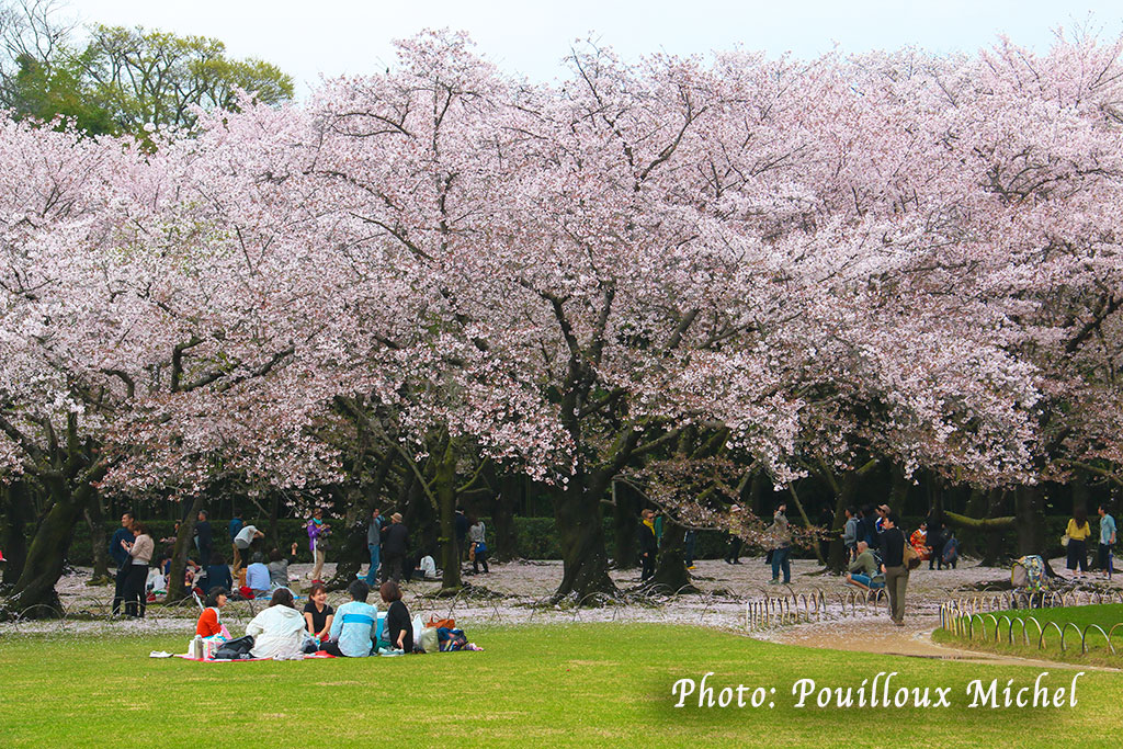 Pique-nique sous les cerisiers en fleurs, Okayama