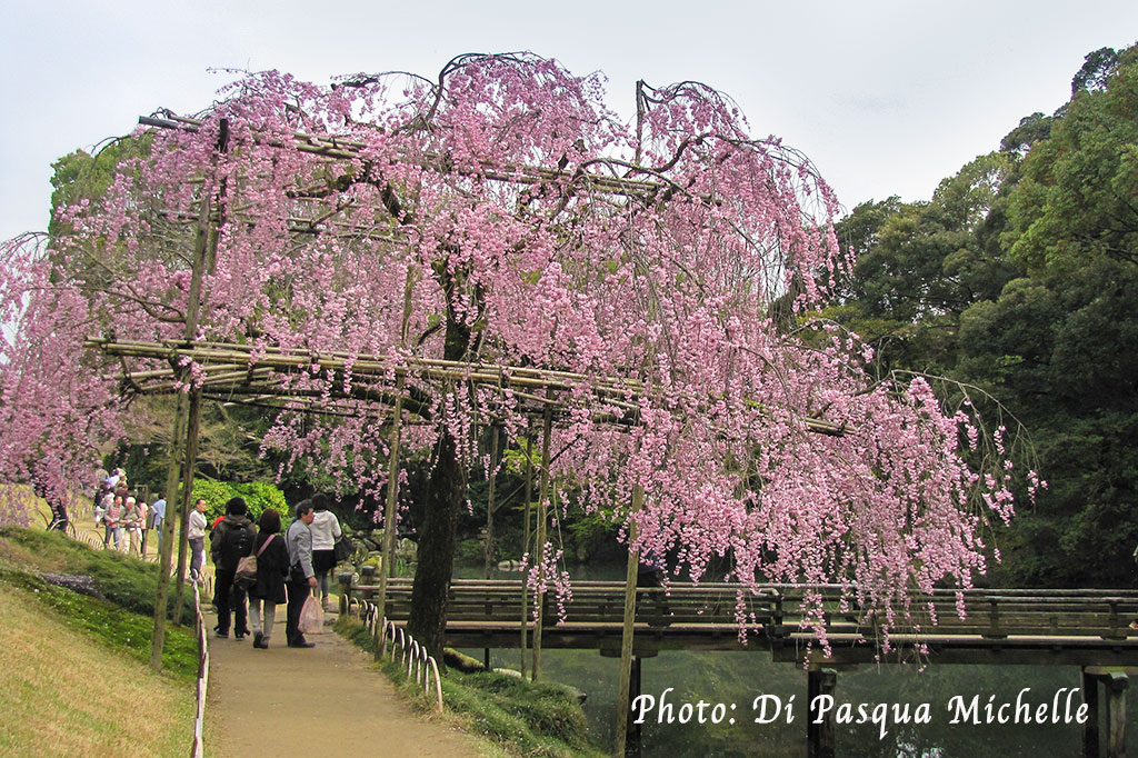 Le jardin de Kenroku-en 