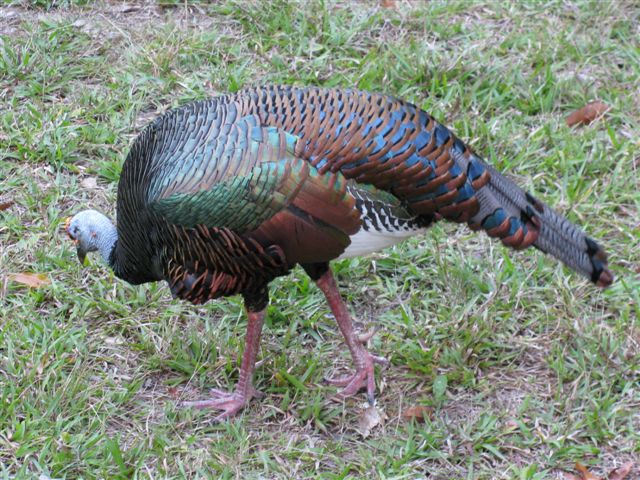 Du rio de la Passion à Tikal