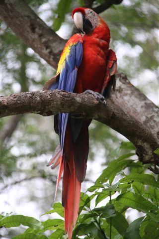 Tikal, splendeur Maya