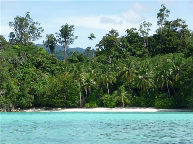 Forêt dense - Vers la Baie de Triton